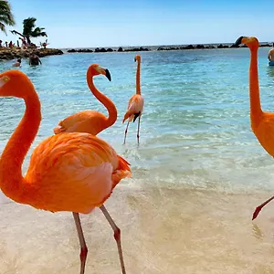 Yoyita Aruba (adults Only) , Palm Beach Aruba